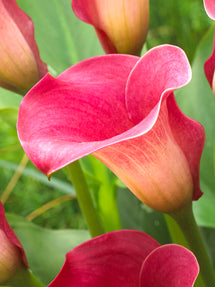 Calla Lily Captain Romance