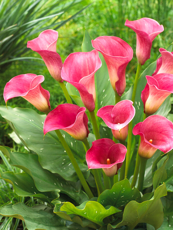 Calla Lily Bulbs Captain Romance