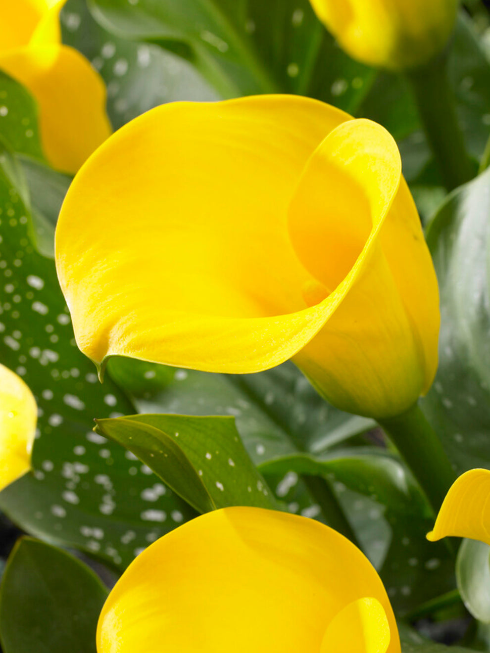 lily cups flower Calla Lily Goldcup Bulbs