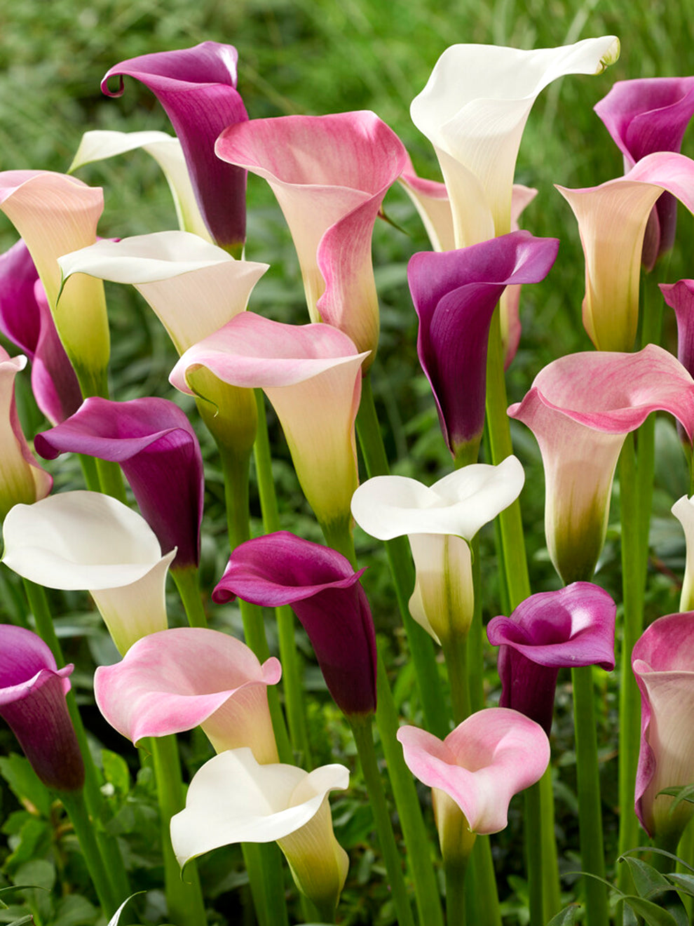 lily flower spanish 3 bulbs