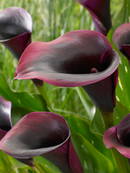 Calla Lily 'Rudolph' (Zantedeschia 'Rudolph')