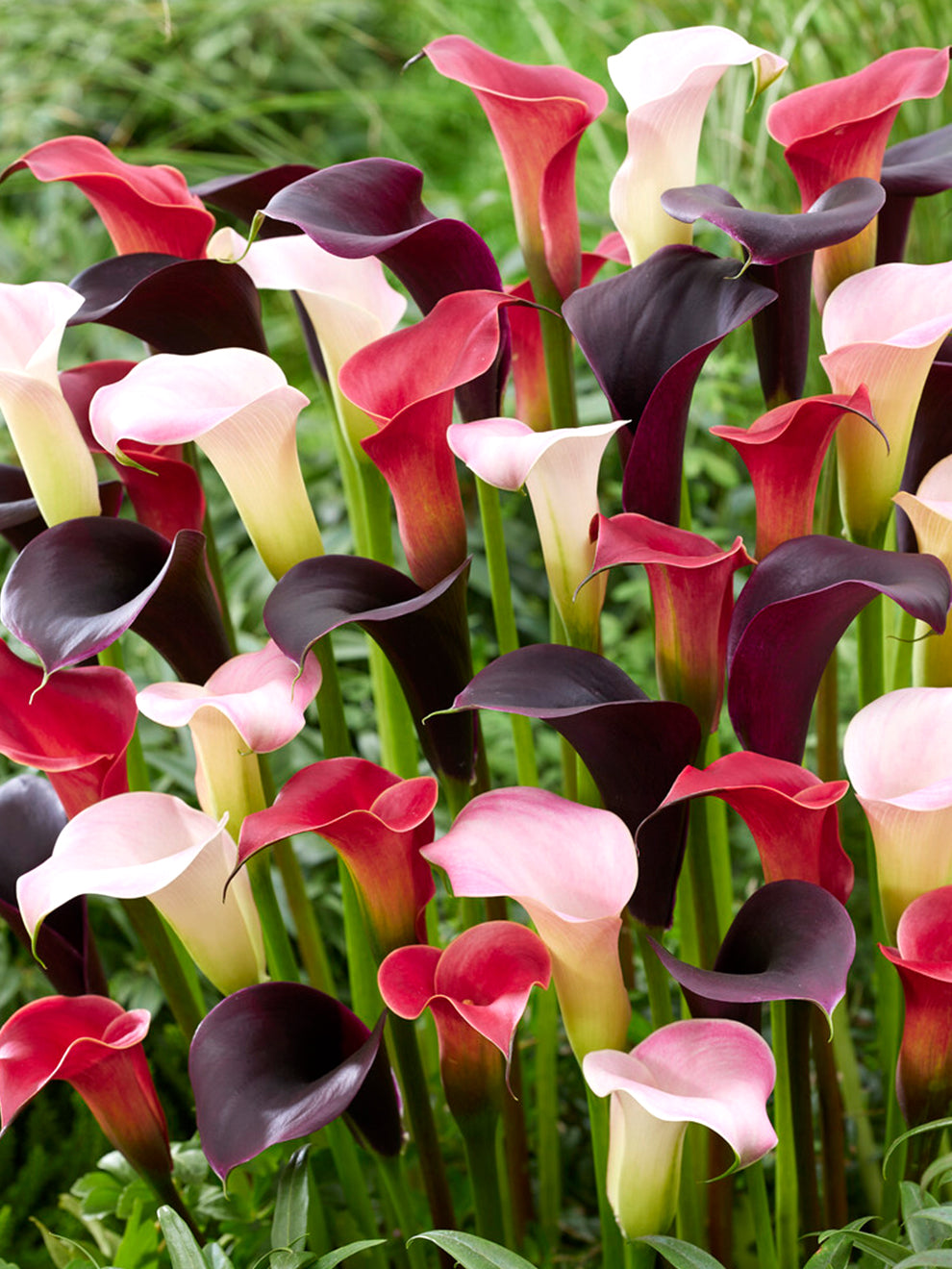 do deer eat calla lily plants 3 bulbs