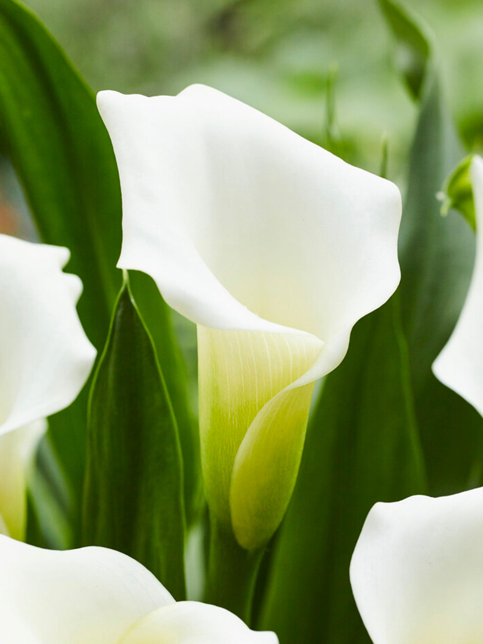 white irish lily Calla Lily White Art