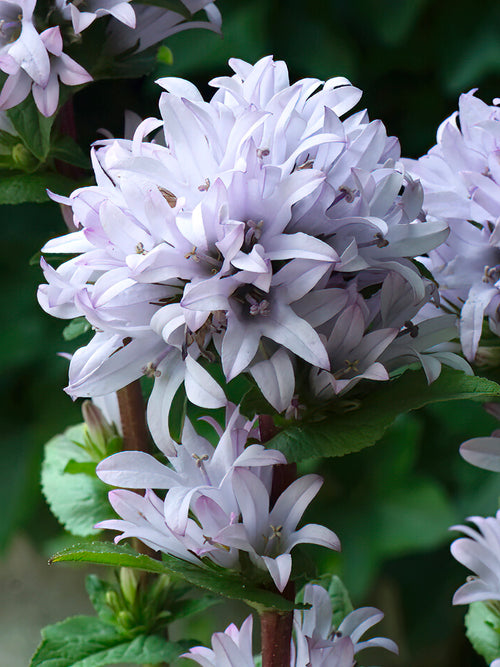 Campanula glomerata 'Emerald'