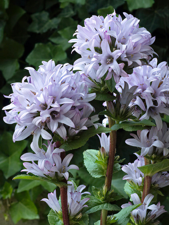 Campanula glomerata 'Emerald'