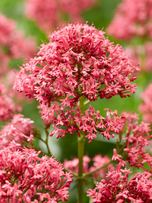 Centranthus ruber 'Coccineus', commonly known as Red Valerian