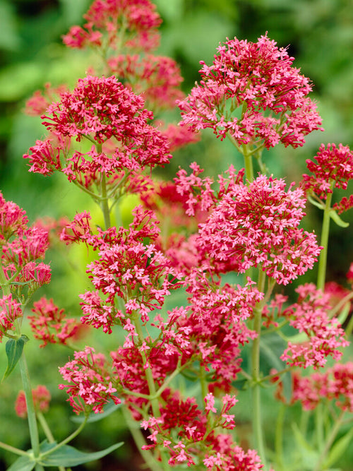 Centranthus ruber 'Coccineus', commonly known as Red Valerian