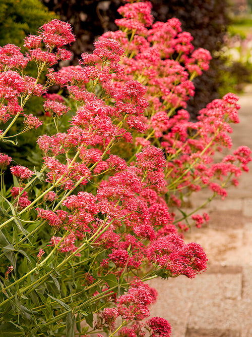 Centranthus ruber 'Coccineus', commonly known as Red Valerian