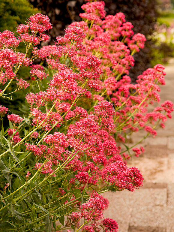 Centranthus ruber 'Coccineus', commonly known as Red Valerian