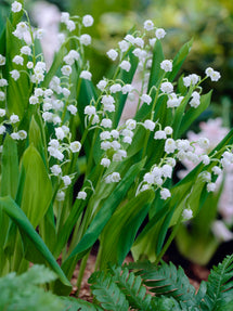 Convallaria Majalis (Lily of the Valley)