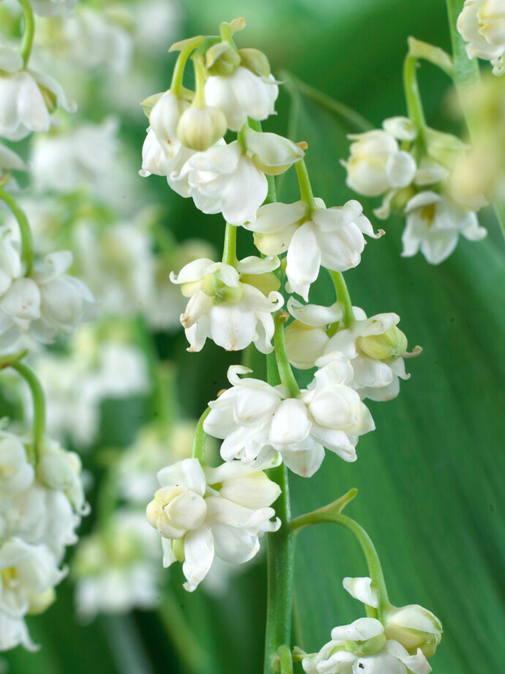 white flower similar to lily of the valley Convallaria Majalis Prolificans (Lily of the Valley) | Order Now