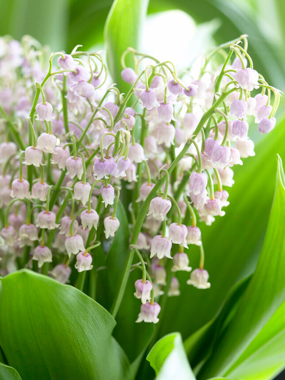 lily of the valley flower pink 10 Bare Roots