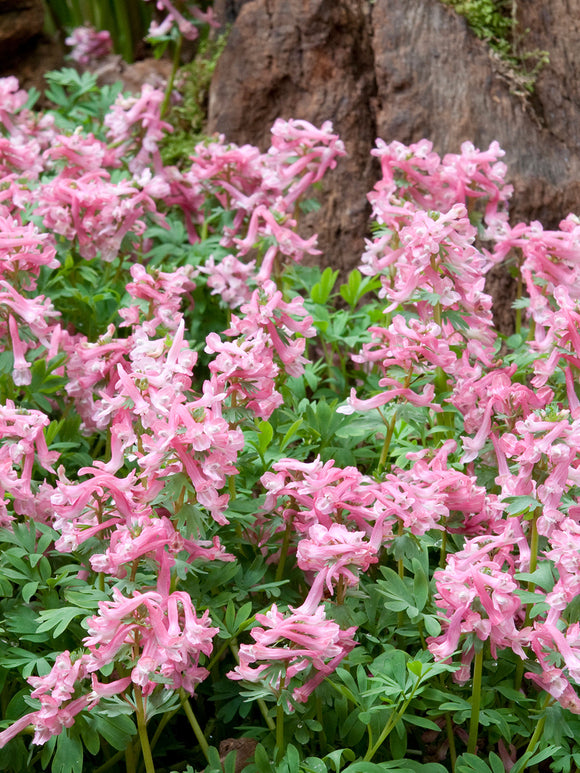 Corydalis Solida Beth Evans