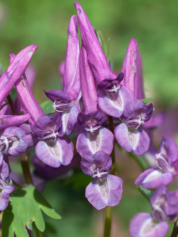 Corydalis solida Purple Bird