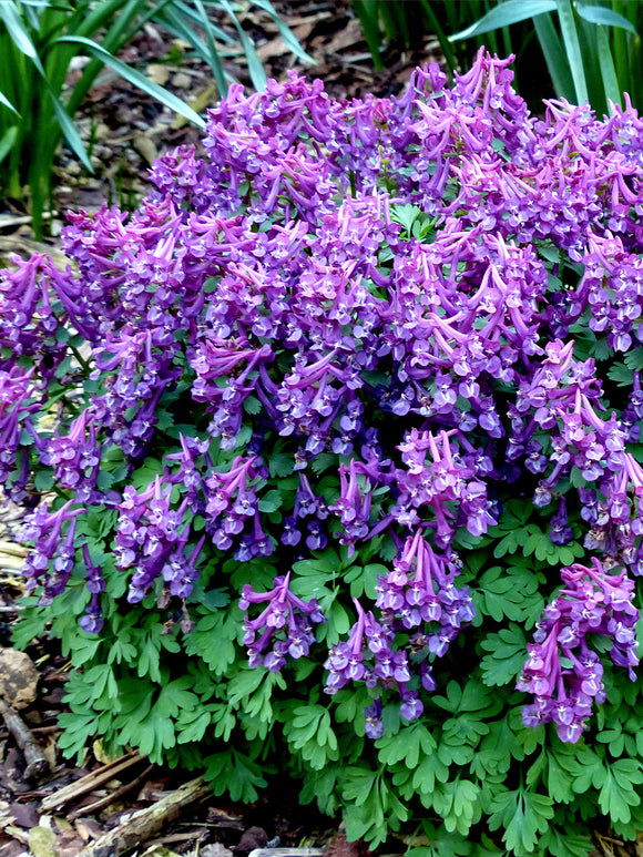 Corydalis solida Purple Bird