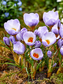 Crocus Blue Marlin