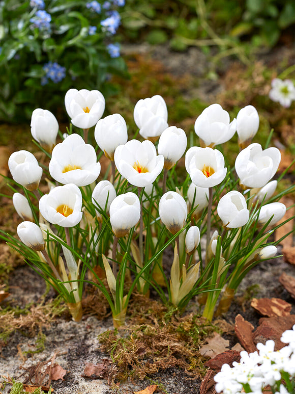 Crocus Polar Bear