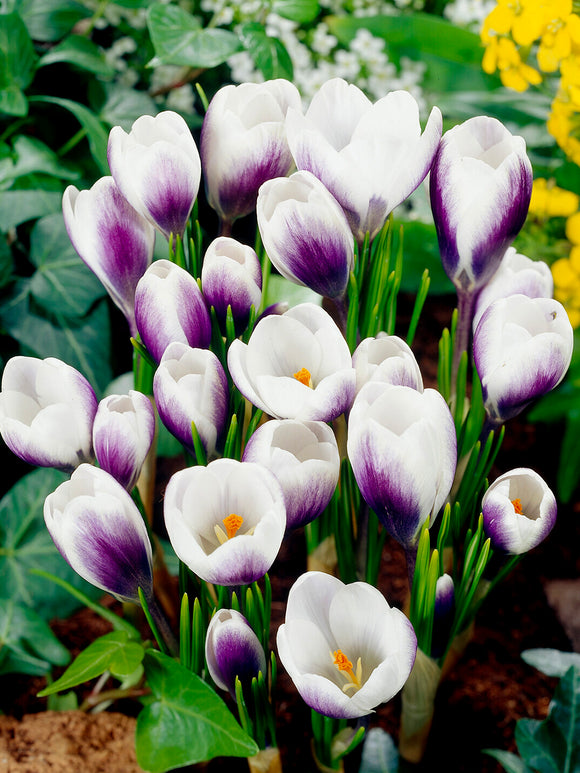 Crocus Prince Claus