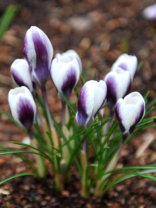 Crocus Prince Claus