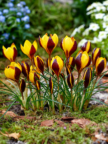 Crocus Queen Bee