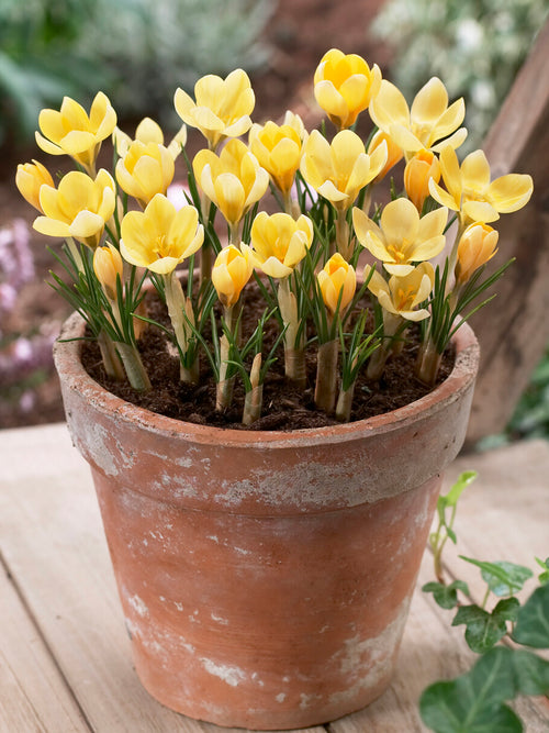 Crocus Romance in pot