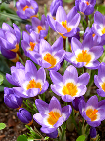 Crocus sieberi Tricolor
