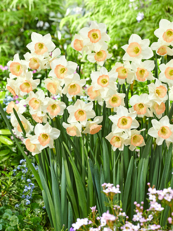 Mini Daffodil Cosmopolitan