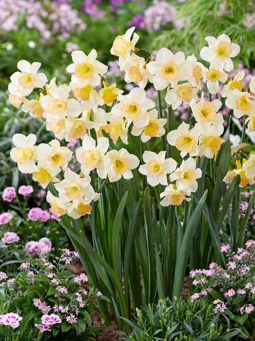 Mini Daffodil Cosmopolitan