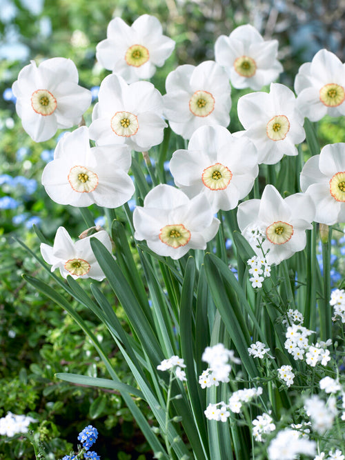 Daffodil Dreamlight