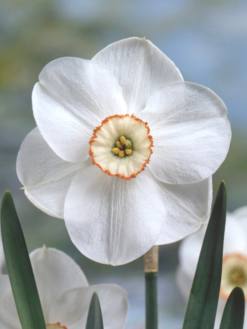 Daffodil Dreamlight