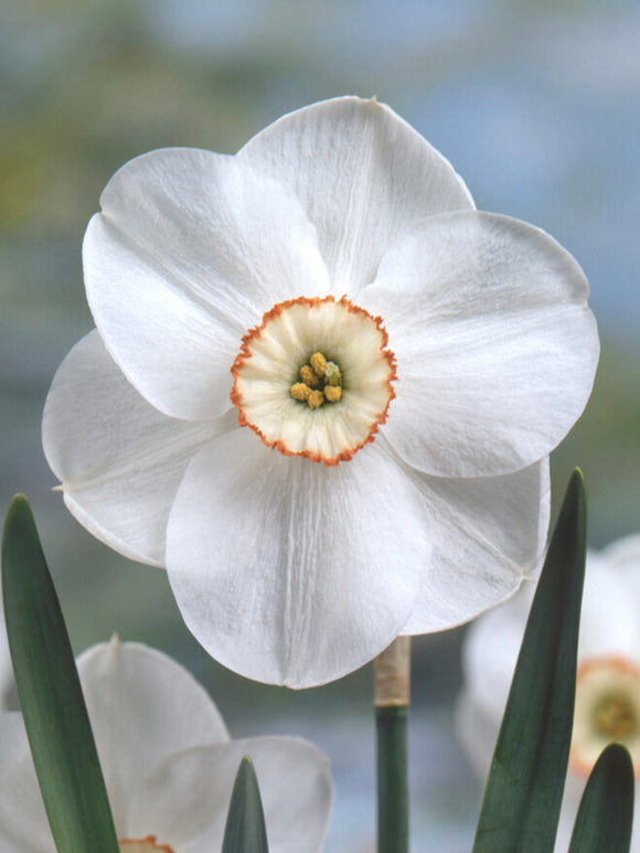 Daffodil Dreamlight