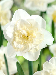 Daffodil Easter Born