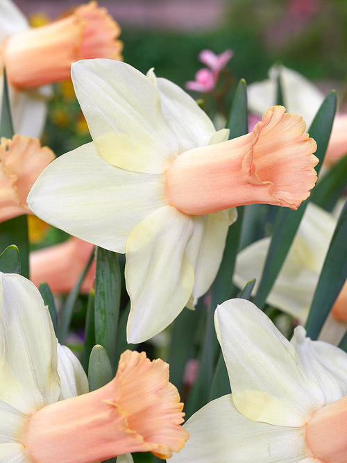 Daffodil Llanfair