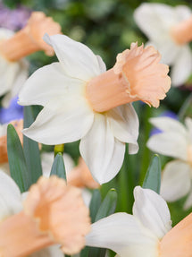 Daffodil Llanfair