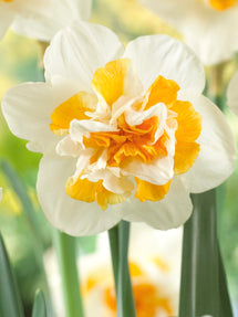 Daffodil Peach Swirl