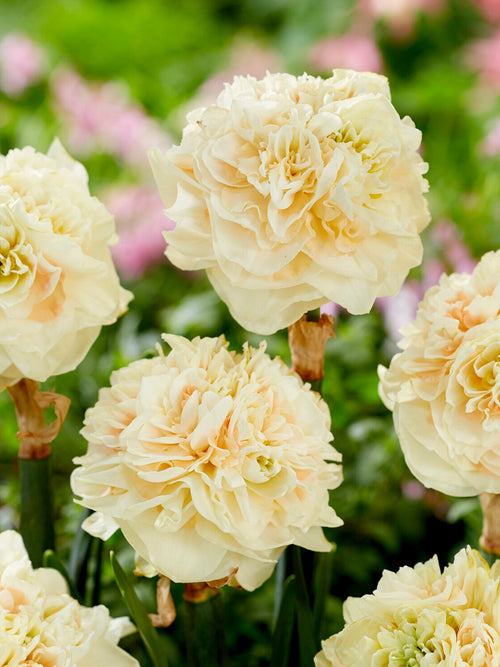 Daffodil Pom Pom Rose