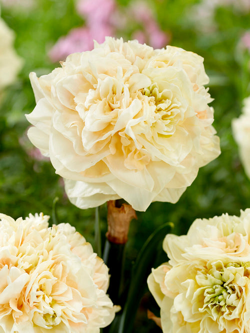 Daffodil Pom Pom Rose