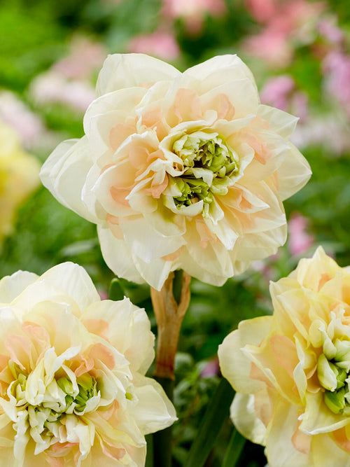 Daffodil Pom Pom Rose