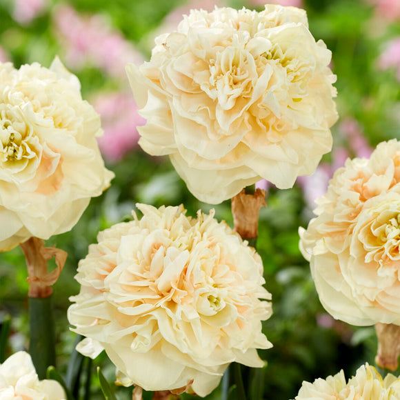 Daffodil Pom Pom Rose