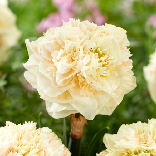 Daffodil Pom Pom Rose