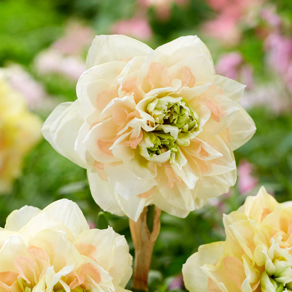 Daffodil Pom Pom Rose