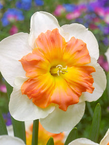 Daffodil Zinzi