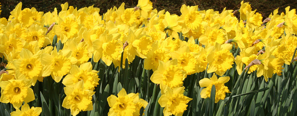 TOP QUALITY DAFFODILS