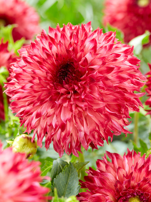 Dahlia Aiyana