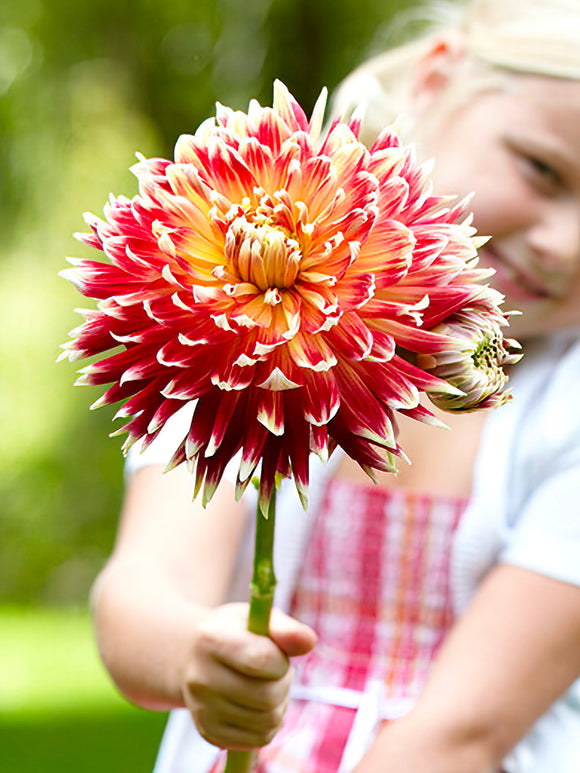 Dahlia Akita and Child