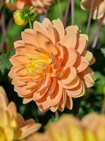 Dahlia Aladdin’s Lamp