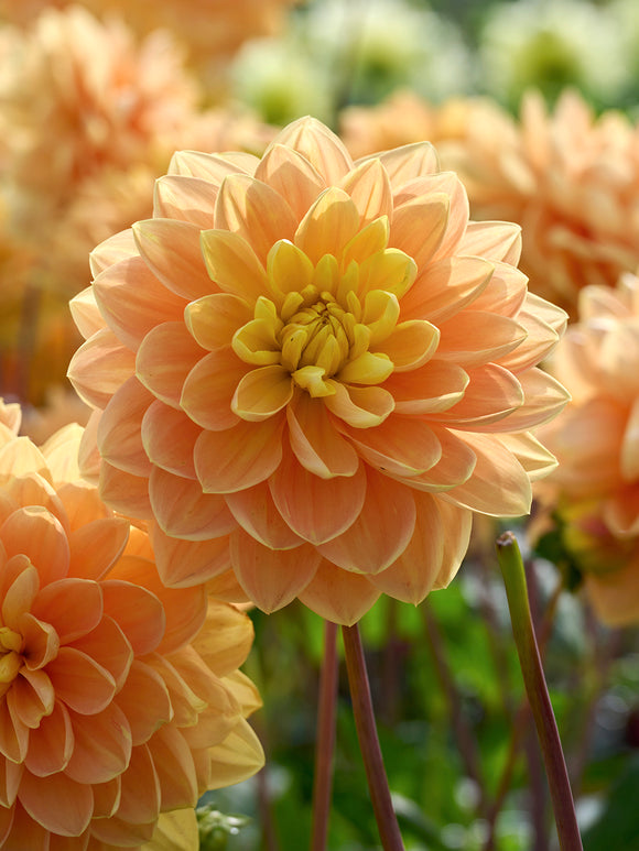 Dahlia Aladdin’s Lamp