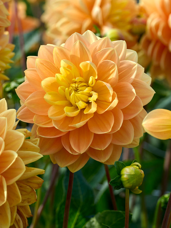 Dahlia Aladdin’s Lamp