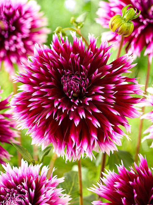 Dahlia Alauna Clair-Obscur