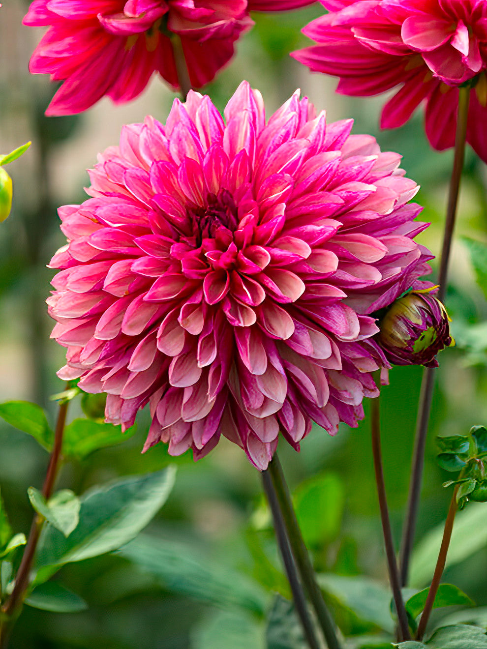 dahlia succulent 2 Dahlia Tubers